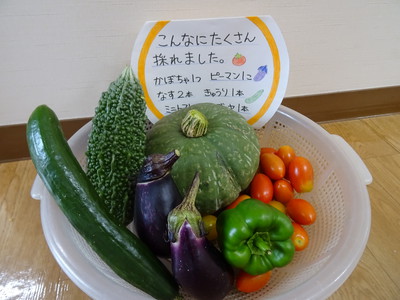 野菜を収穫しました