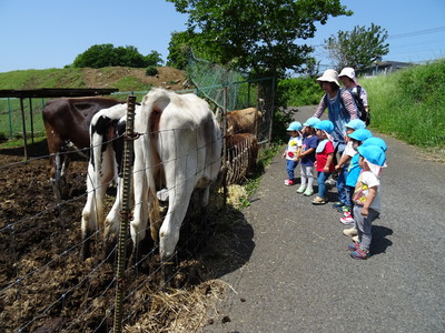 磯沼ファームの牛たち
