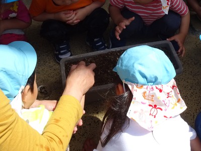 アサガオの種まき