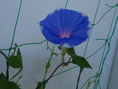 最初のアサガオ