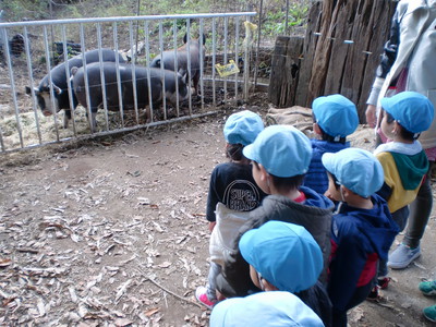 大きな黒ブタさん