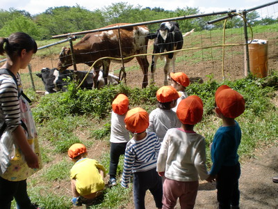 大きな牛だね！