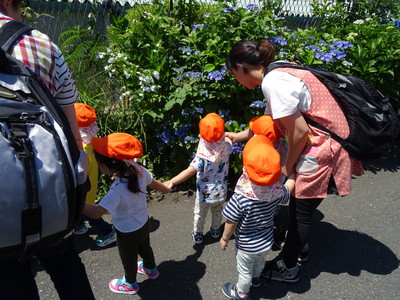 アジサイの花ってきれいだね