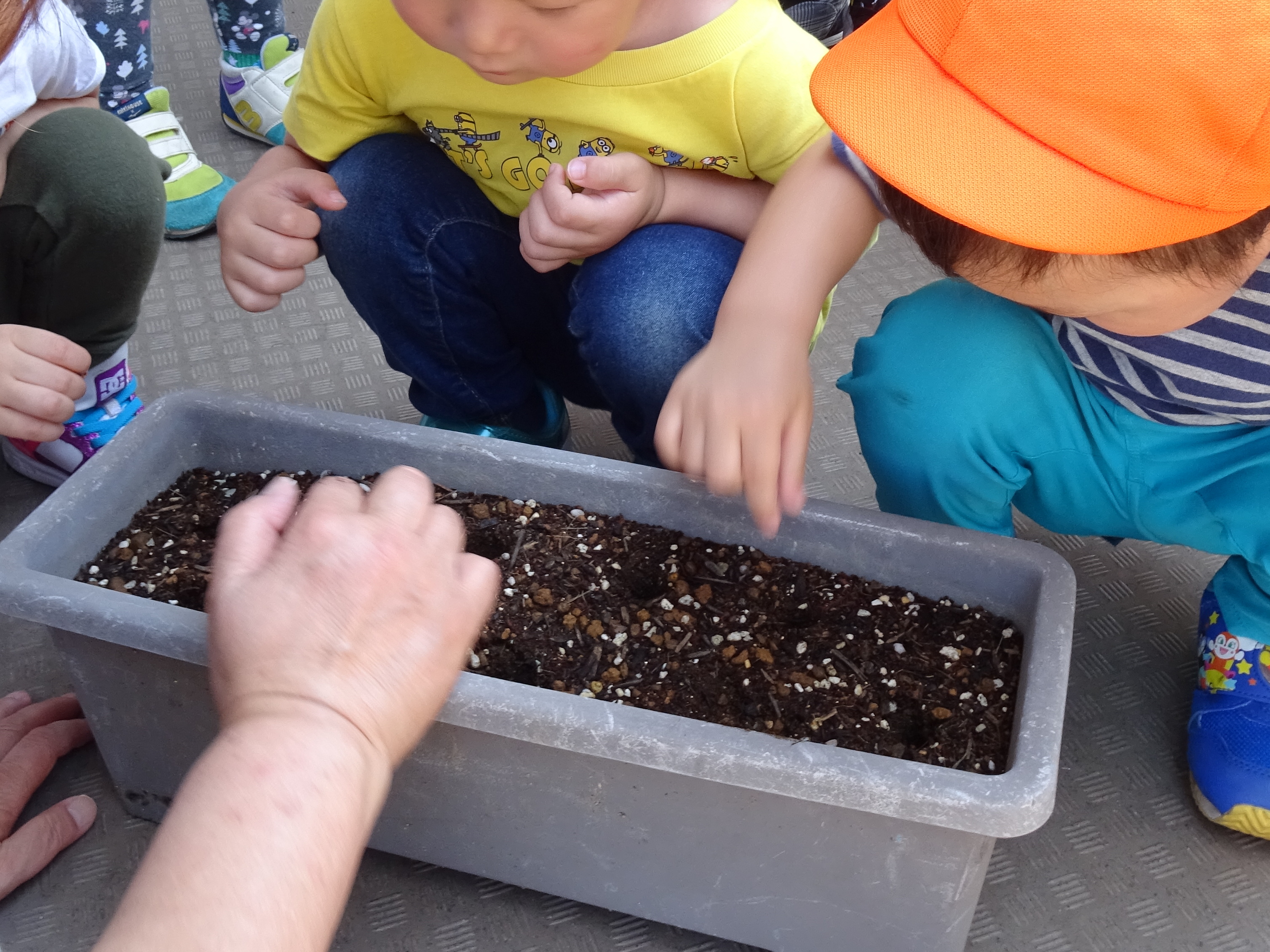 指で穴を開けたところに種を入れています