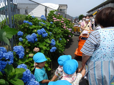 アジサイ観察