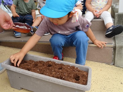 アサガオの種まき